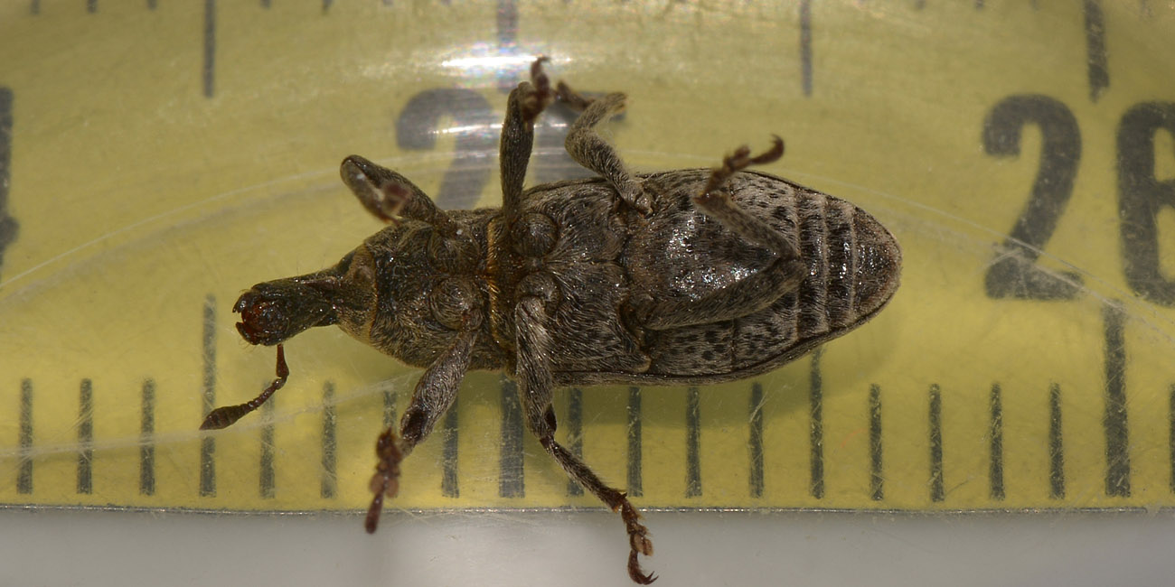 Curculionidae: Mecaspis alternans